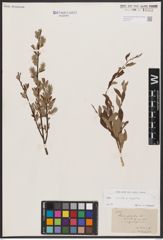Foto von Salix aurita L. x Salix repens L.